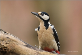 <p>STRAKAPOUD VELKÝ (Dendrocopos major) - /Great spotted woodpecker – Buntspecht/
</p>